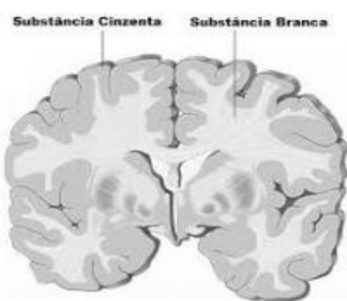 Arquivo:Substância Branca e Cinzenta.png