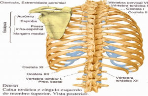 Anatomia da Caixa Toracica.png