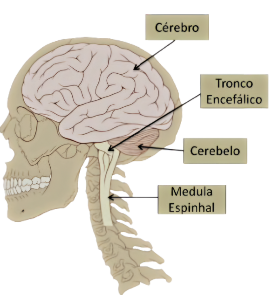 Arquivo:Sistema Nervoso.png