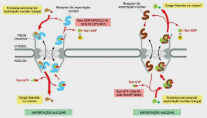Tranposte de Celulas.png