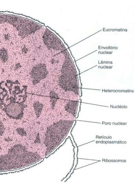 Arquivo:Envoltorio Nuclear.jpg