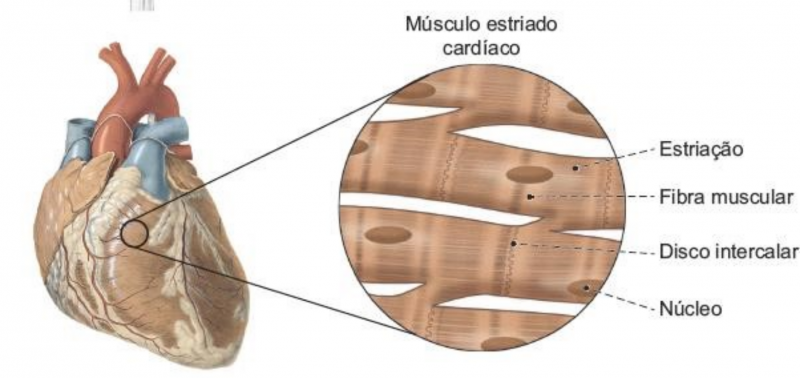 Arquivo:Musculo Cardiaco.png