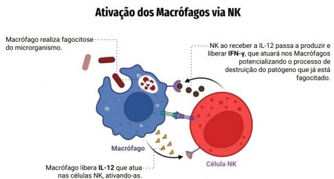 Macrófagos via NK.jpg