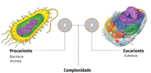 Classificaçao Celular.png