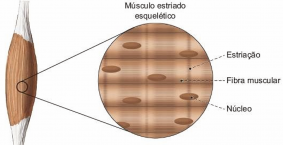Musculo Estriado.png