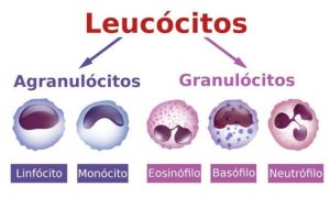 Leucócitos.jpg