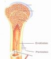 Endósteo e Periósteo .jpg