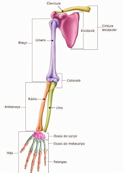 Arquivo:Anatomia dos Membros Superiores.png
