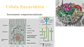 Célula Eucariotica.png