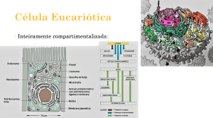 Célula Eucariotica.png