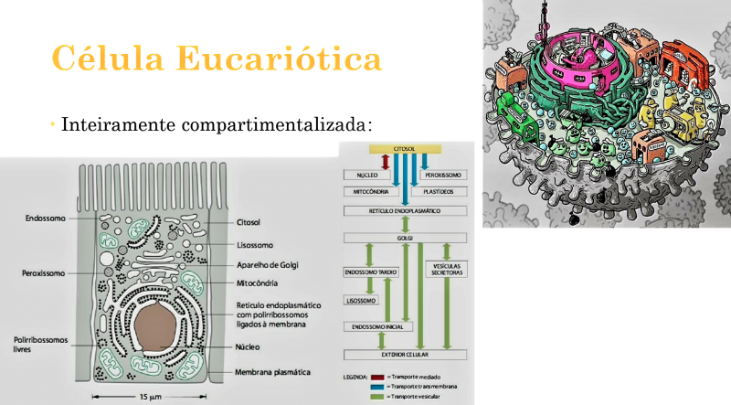 Arquivo:Célula Eucariotica.png