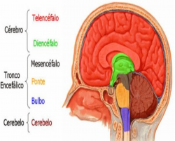 Sistema Nervoso Central.png