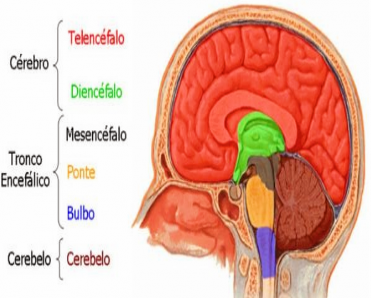 Arquivo:Sistema Nervoso Central.png