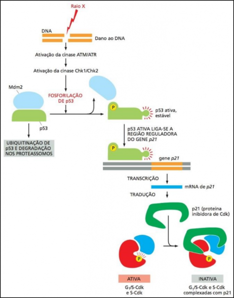 Arquivo:Gene p53.png