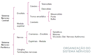 Divisão do Sistema Nervoso.png