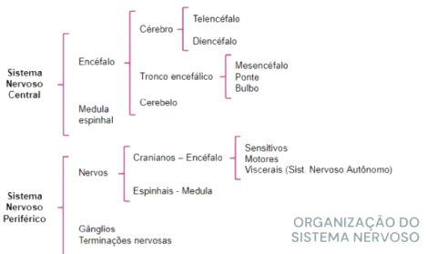 Divisão do Sistema Nervoso.png
